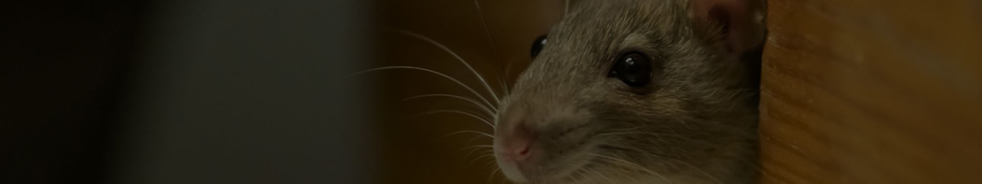 https://www.fischerspestcontrol.com/assets/sub-banner/banner-rodents.2308111219550.jpg